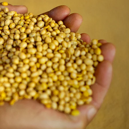 soybean.jpg