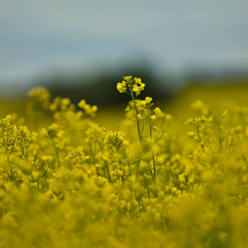 canola close-up MB web.jpg