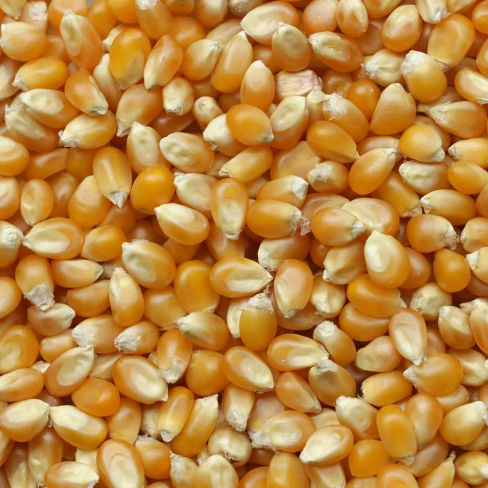 corn close up.jpg