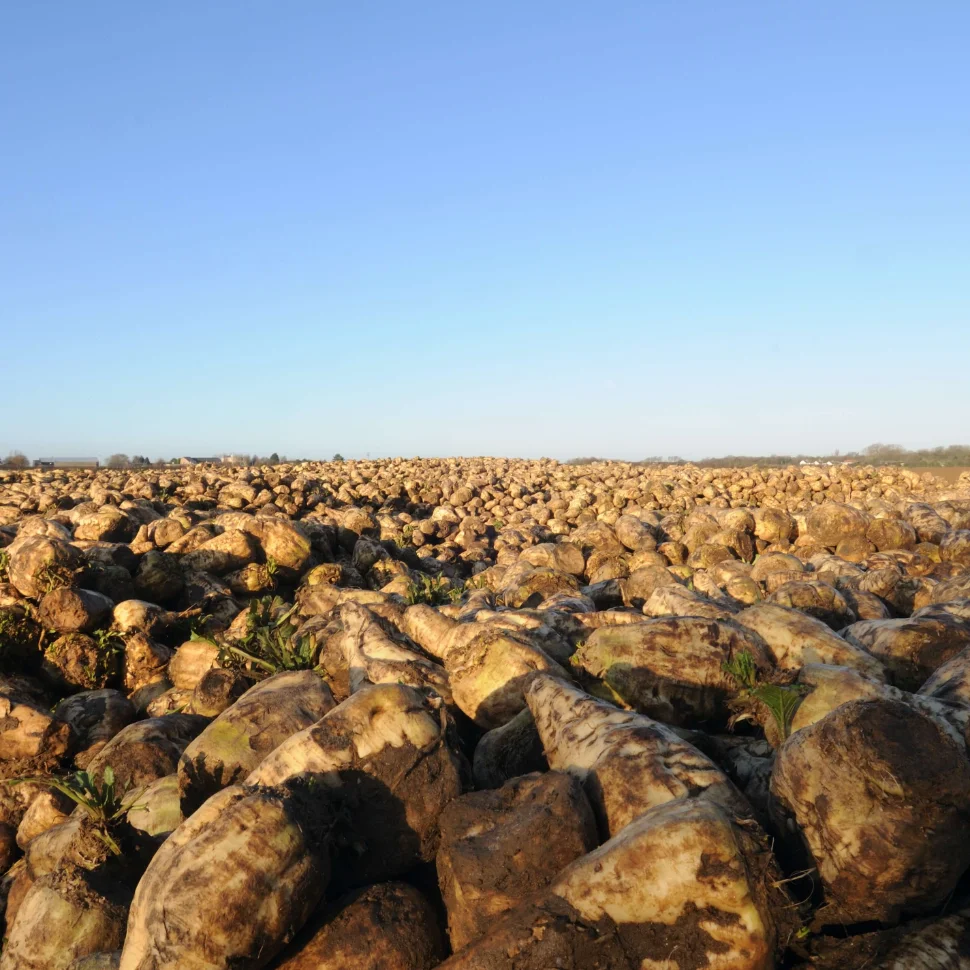 Sugar beet store.jpg